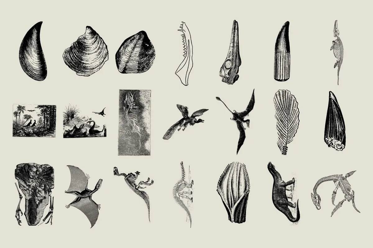Dinosaurs and Fossils