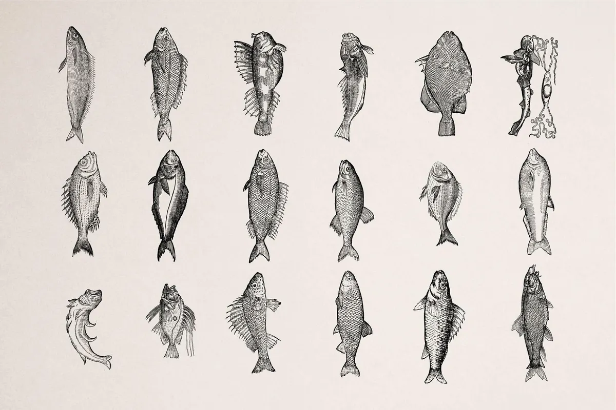 A Renaissance Field Guide to Fish