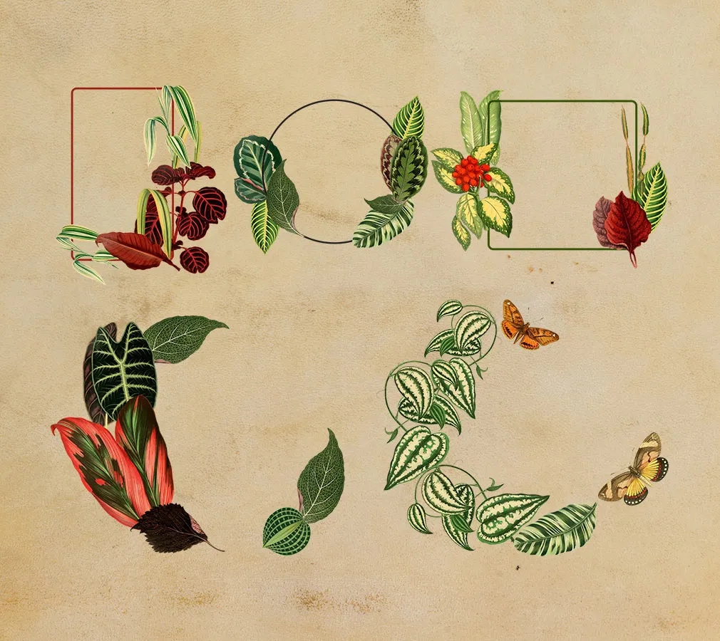 Tropical Vintage Graphic Set