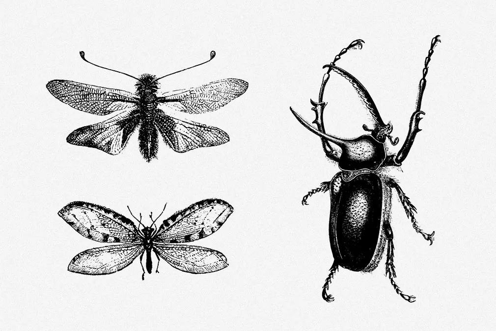 Insecta Vector Illustrations Set