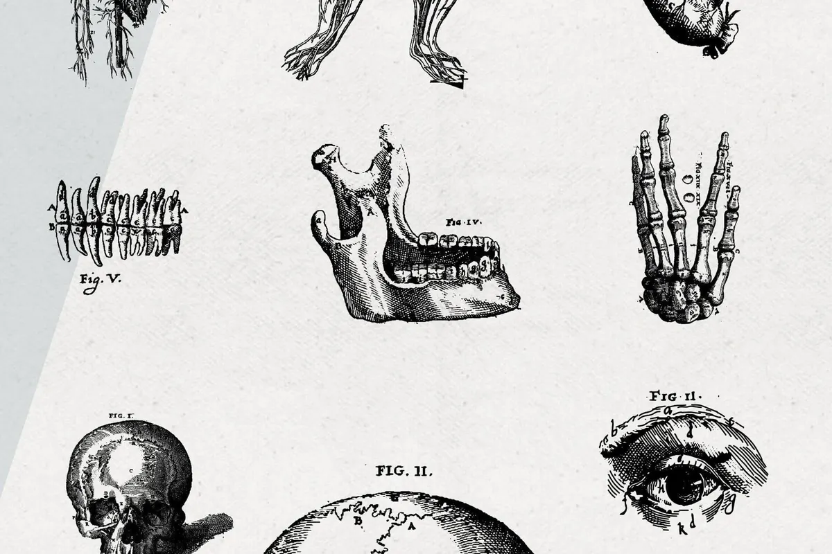 Anatomy Illustrations
