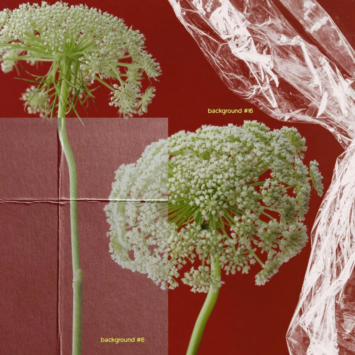 TRANSPARENCY — Collage Pack