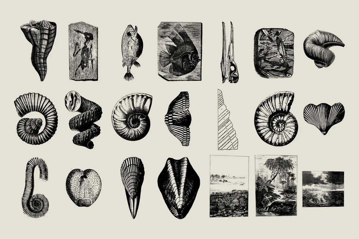 Dinosaurs and Fossils
