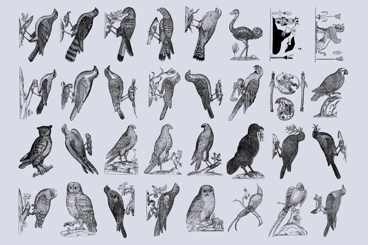 Birds of the World Illustrations
