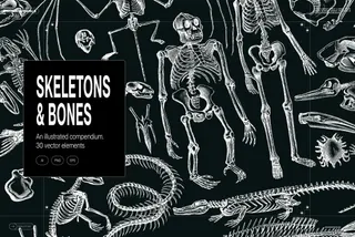 Skeletons & Bones Vector Set