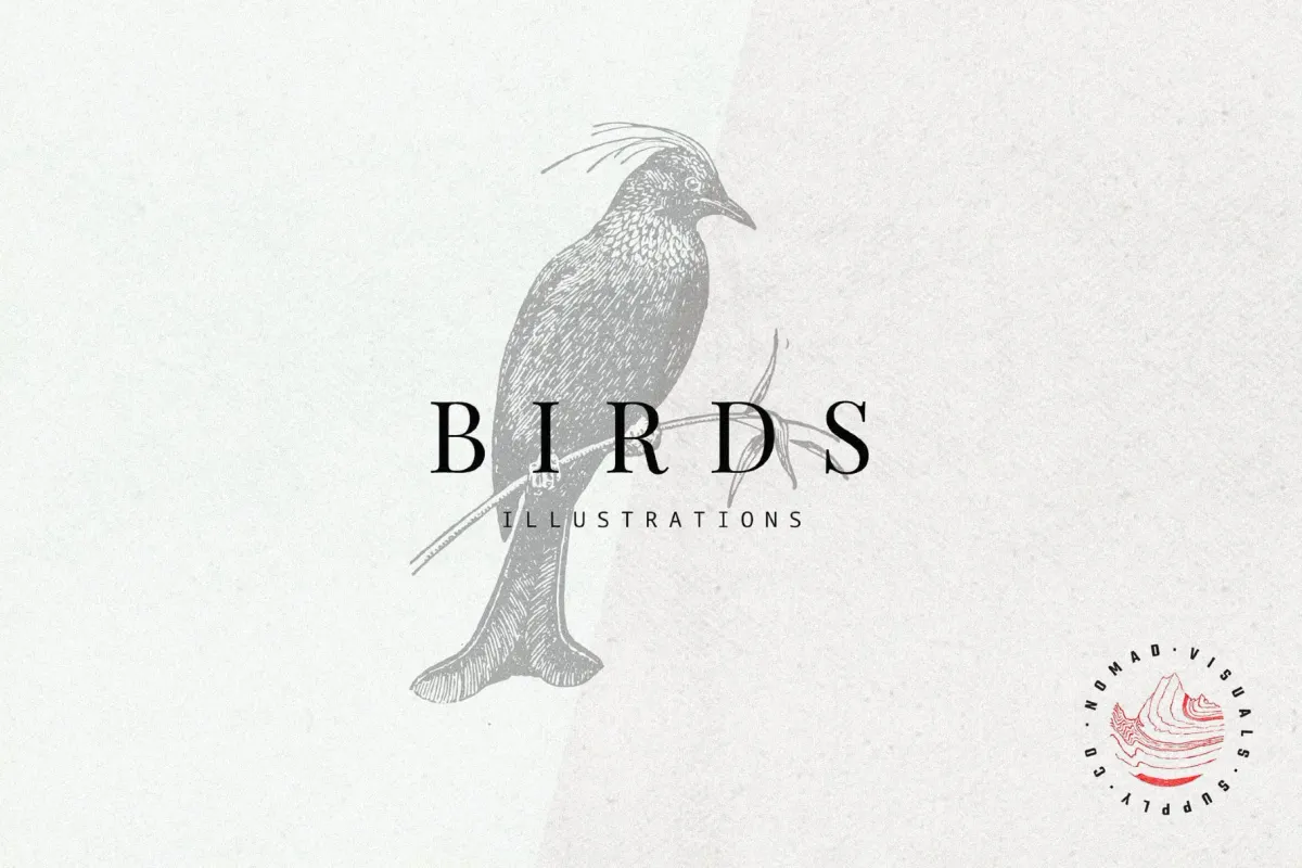 Birds Illustrations