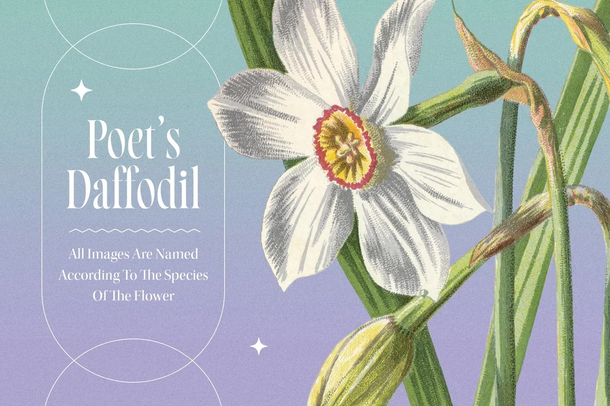Atlas of Flowers — Botanical Art Set