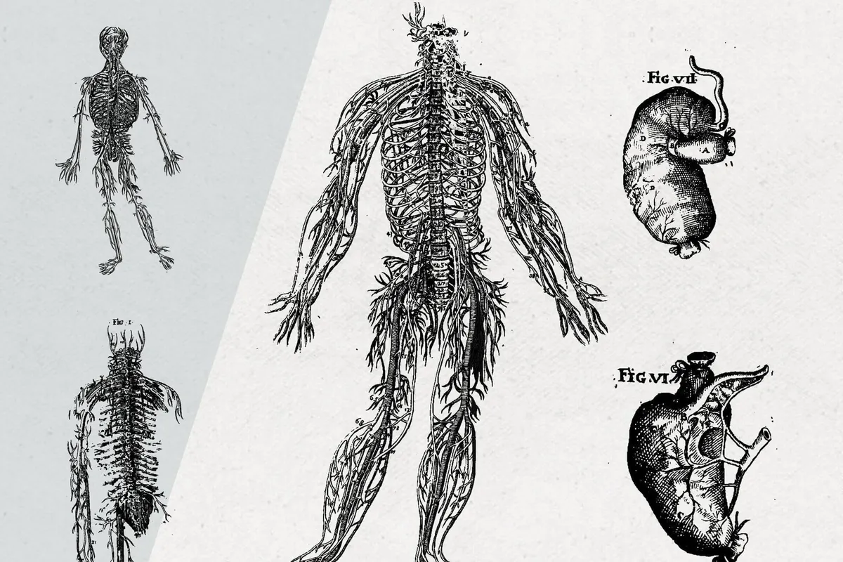 Anatomy Illustrations