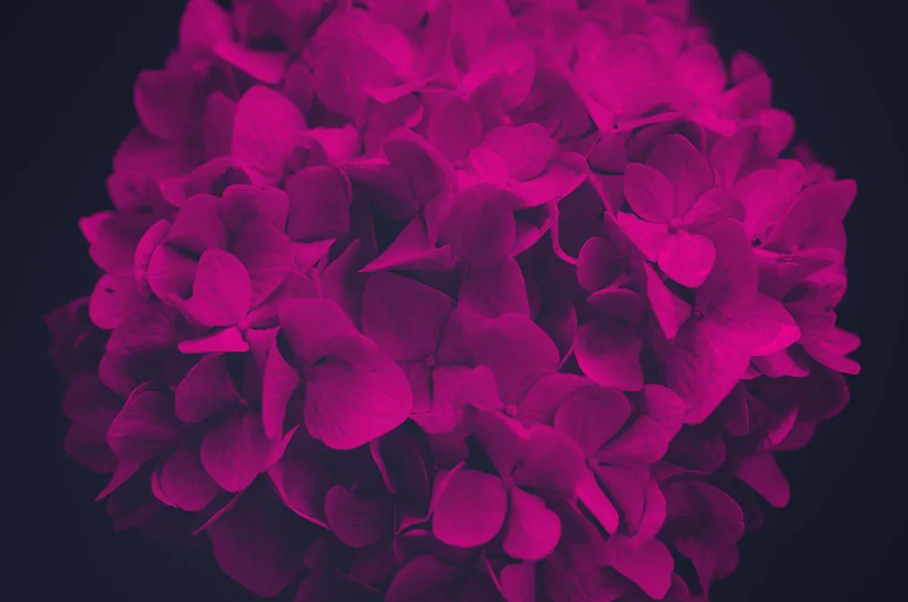 Flower Photoshop Brushes