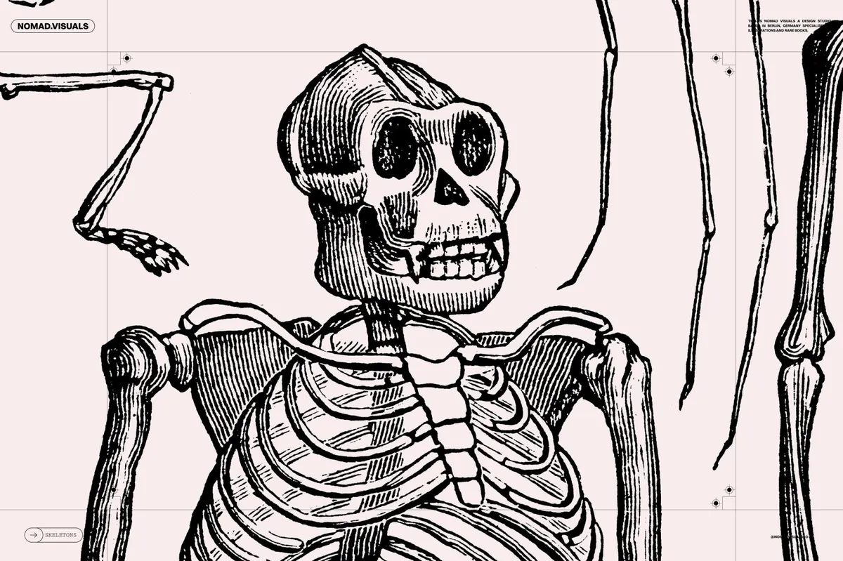 Skeletons & Bones Vector Set