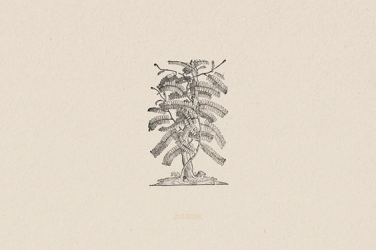 Botanical Illustrations