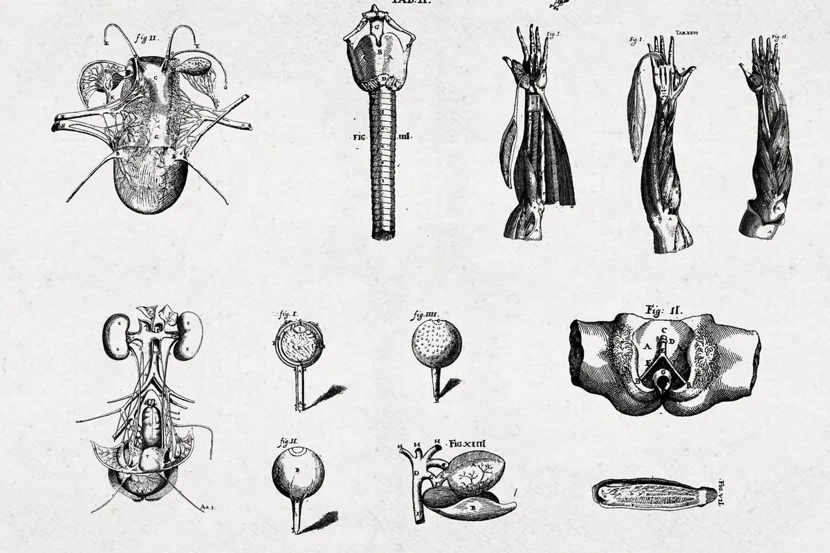 Anatomy Illustrations