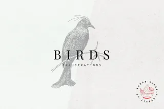 Birds Illustrations