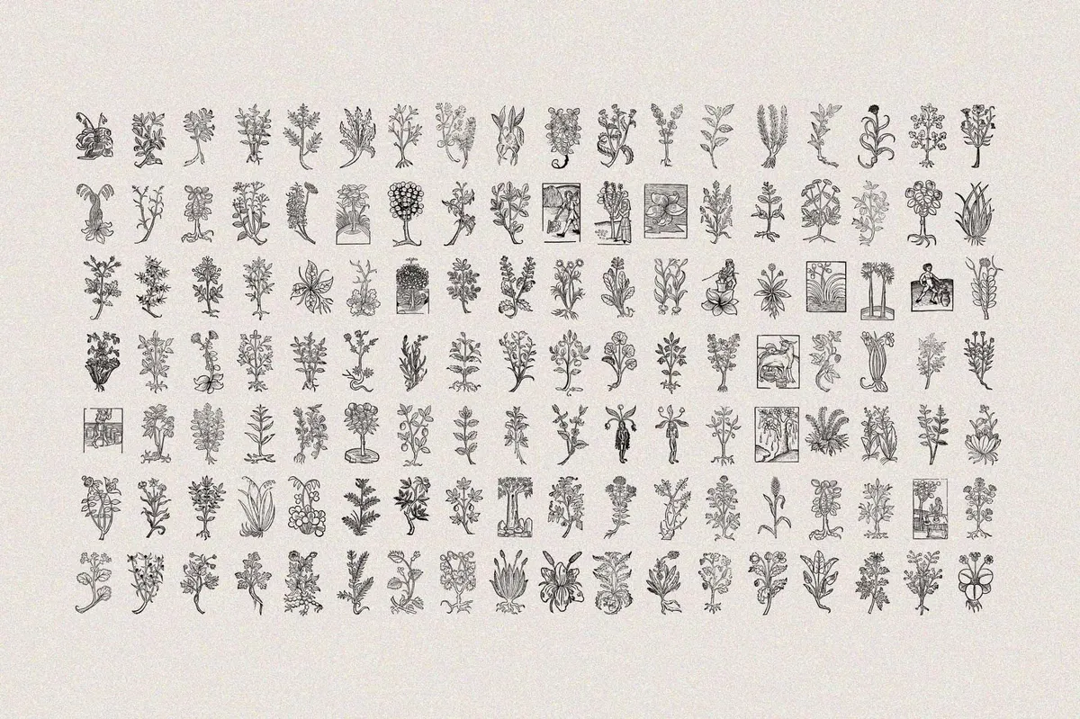 Herbarium Medieval Botany Collection