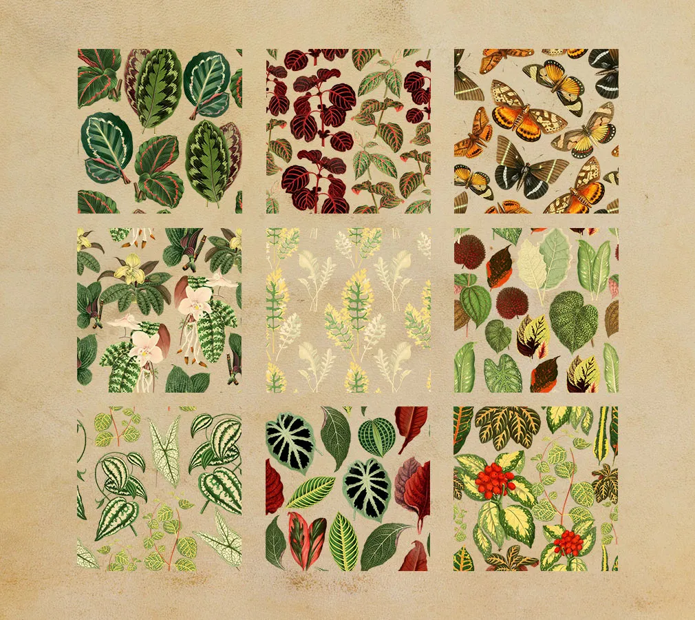 Tropical Vintage Graphic Set