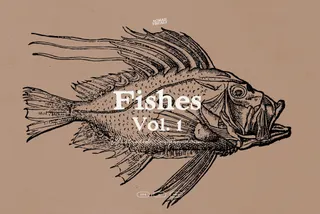 A Renaissance Field Guide to Fish