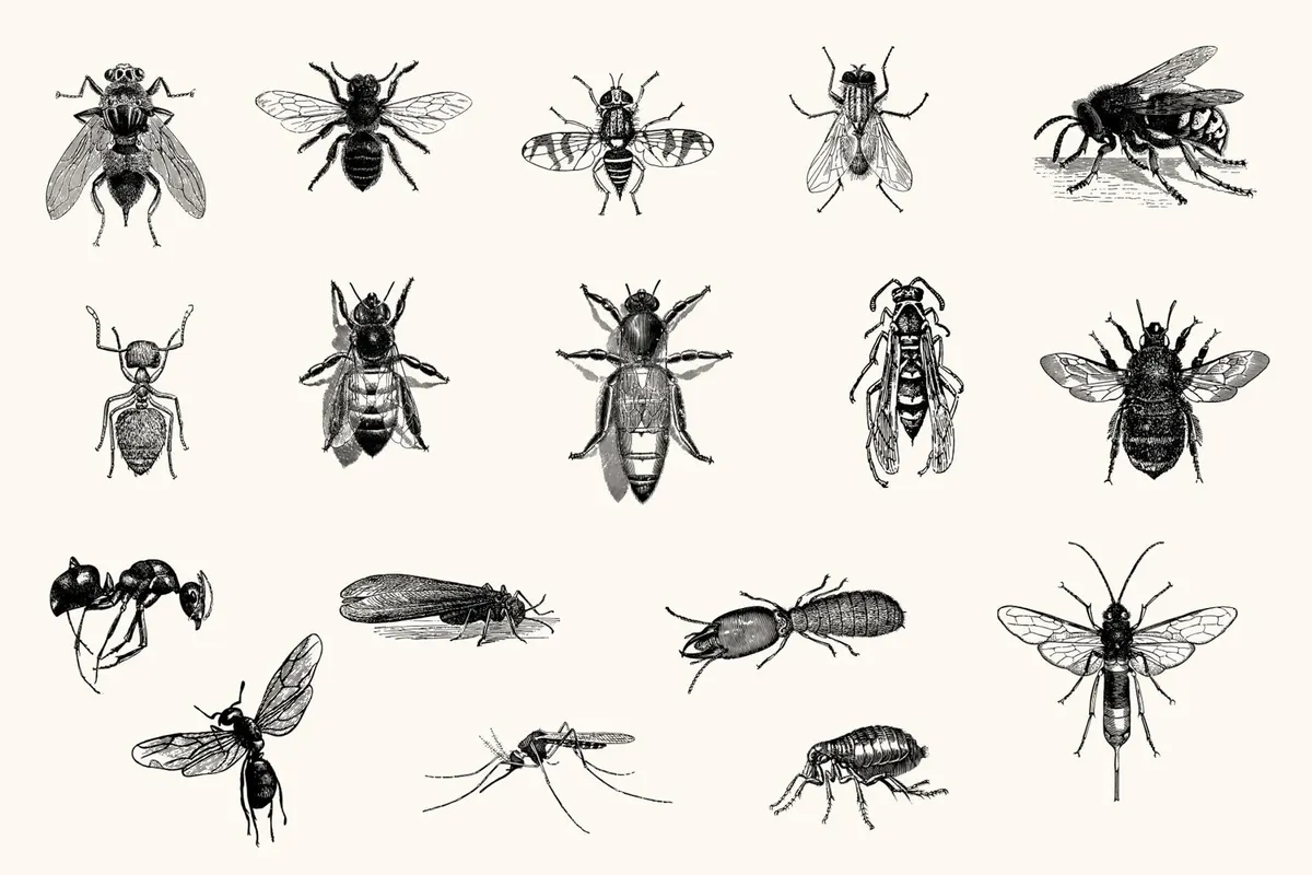 Insects – Vintage Engraving Illustrations