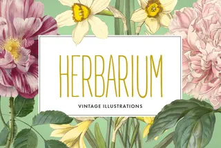 Vintage Herbarium Illustrations