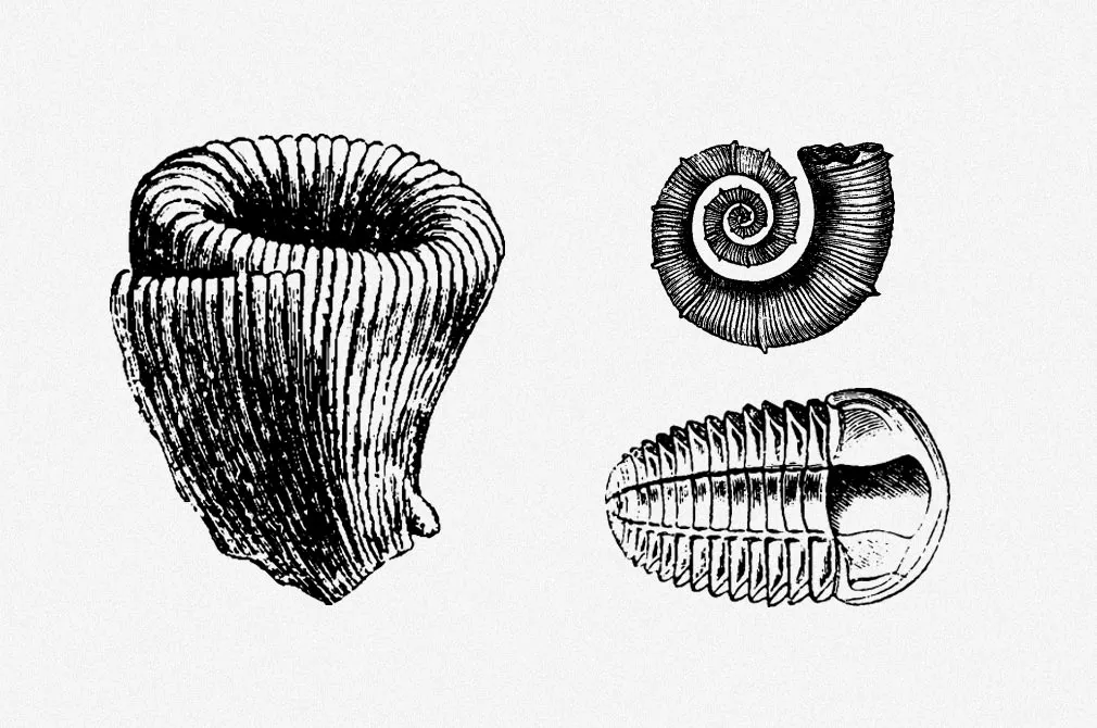 Fossils Vector Illustrations Set