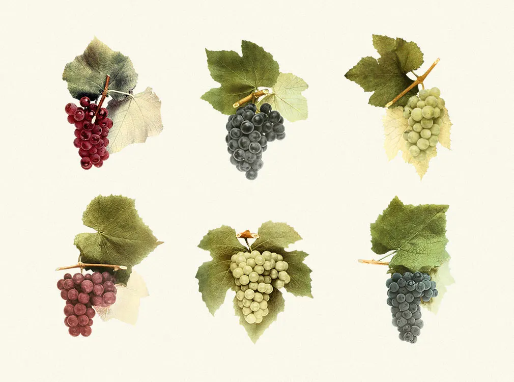 Sunny Grape Vintage Clipart