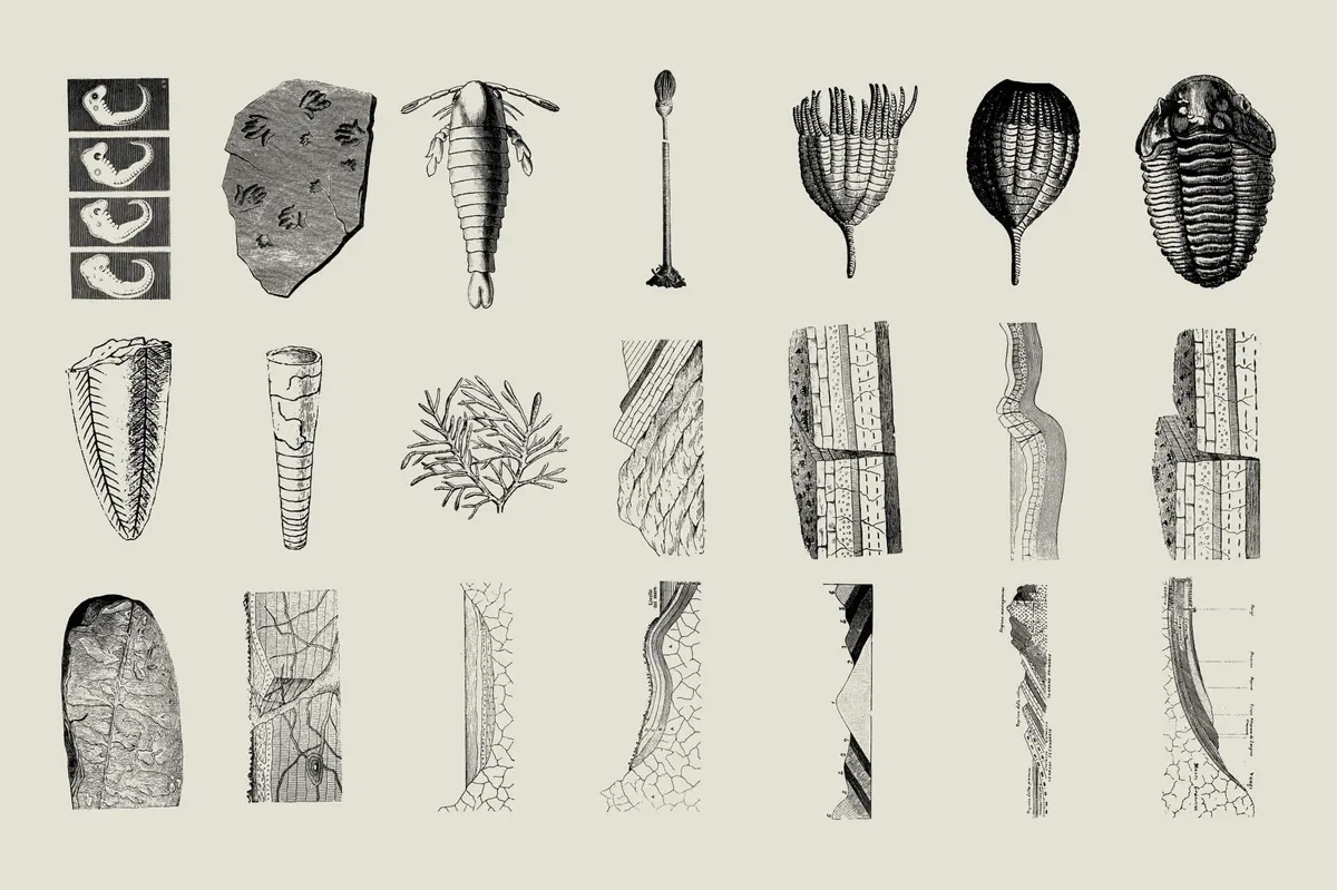 Dinosaurs and Fossils