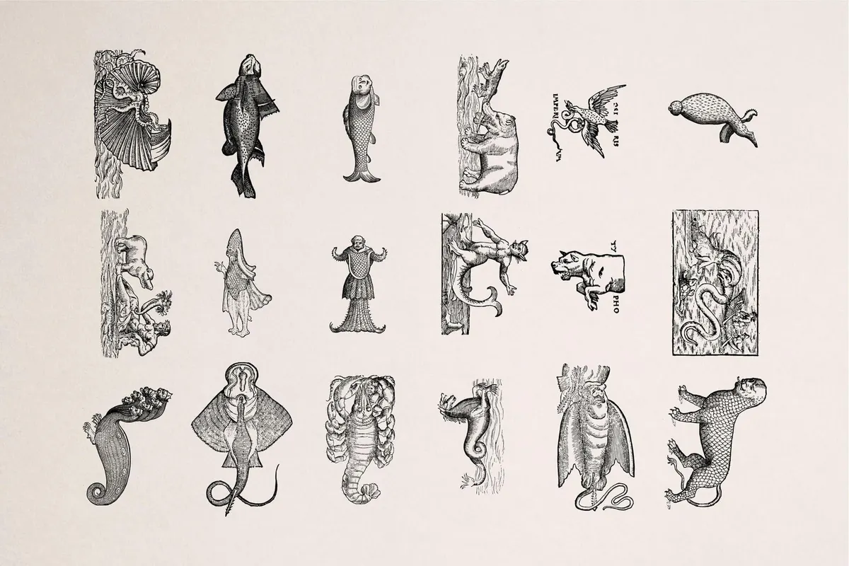 Fantastic Beasts Illustrations