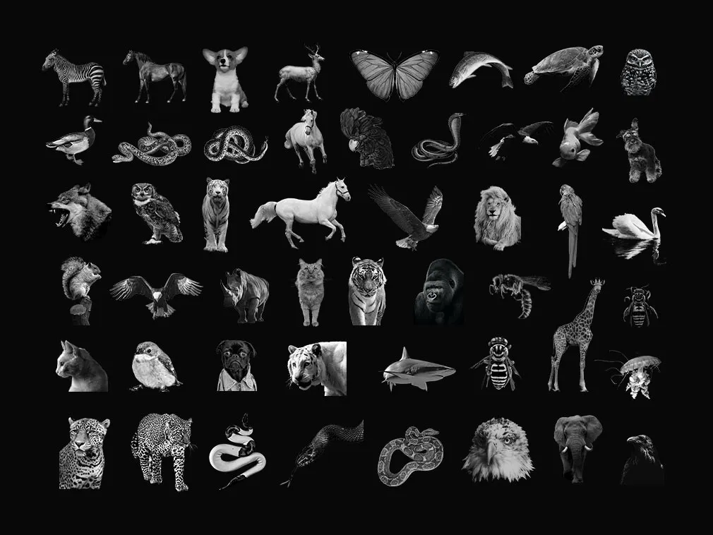 WHYTE Collage Graphic Pack