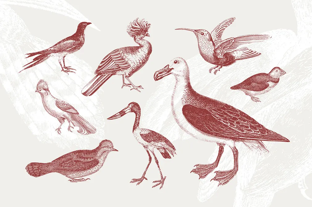 36 Engraved Bird Illustrations
