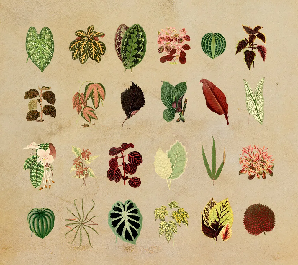 Tropical Vintage Graphic Set