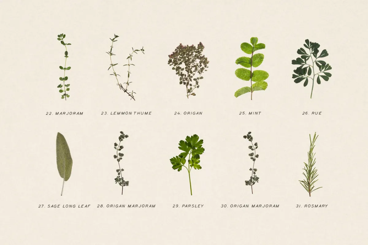 Dried Green Leaves Clipart