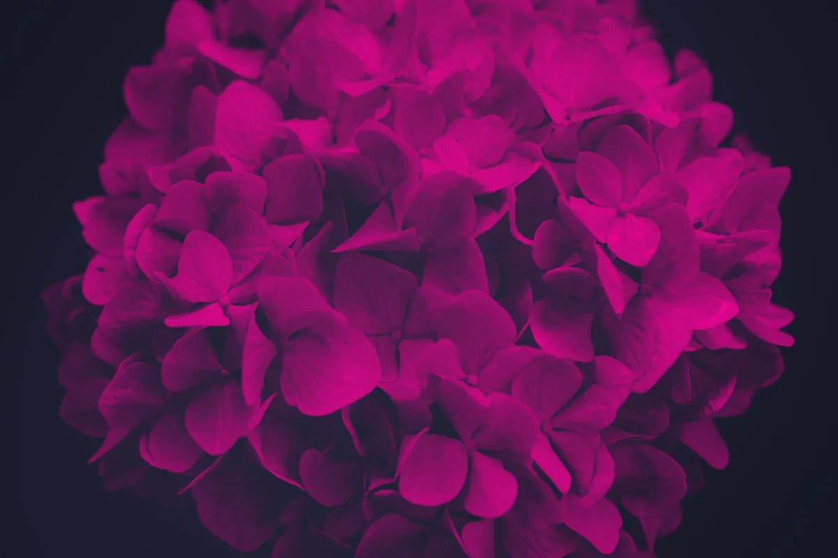 Elegant Flower Photoshop Brushes