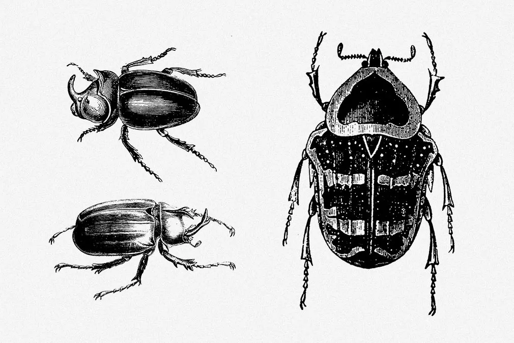 Insecta Vector Illustrations Set