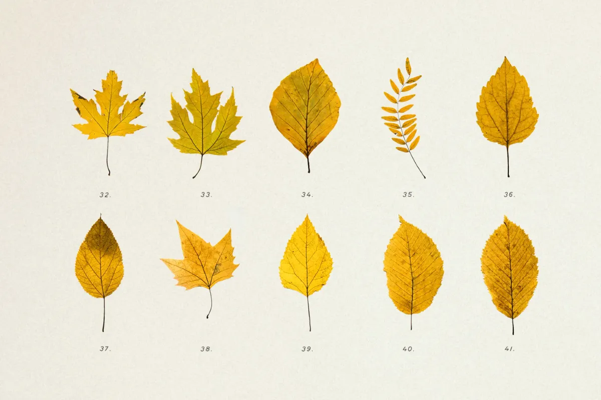 Dried Autumn Leaves Clipart