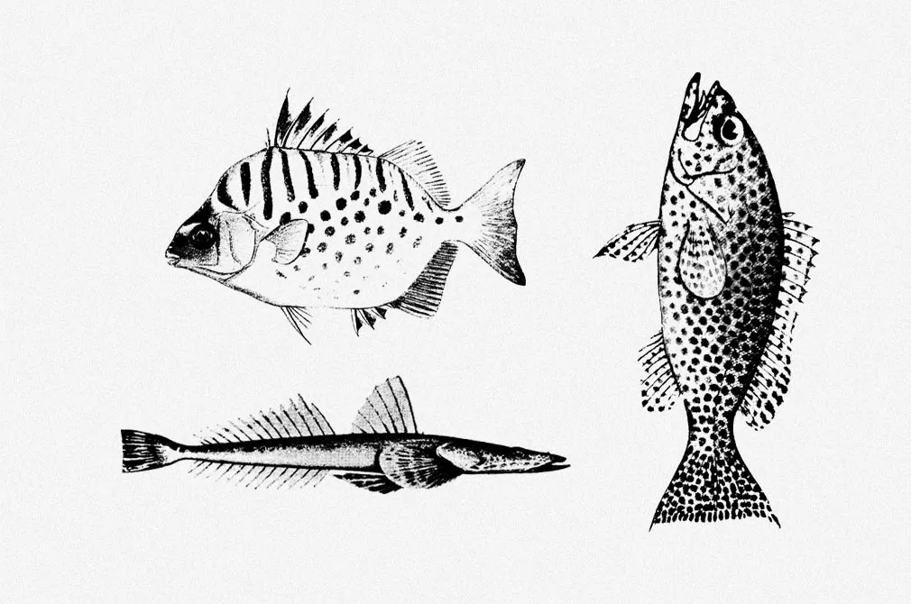 Fishes Vector Illustrations Set