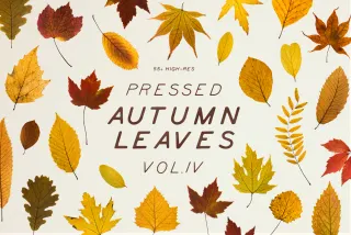 Dried Autumn Leaves Clipart