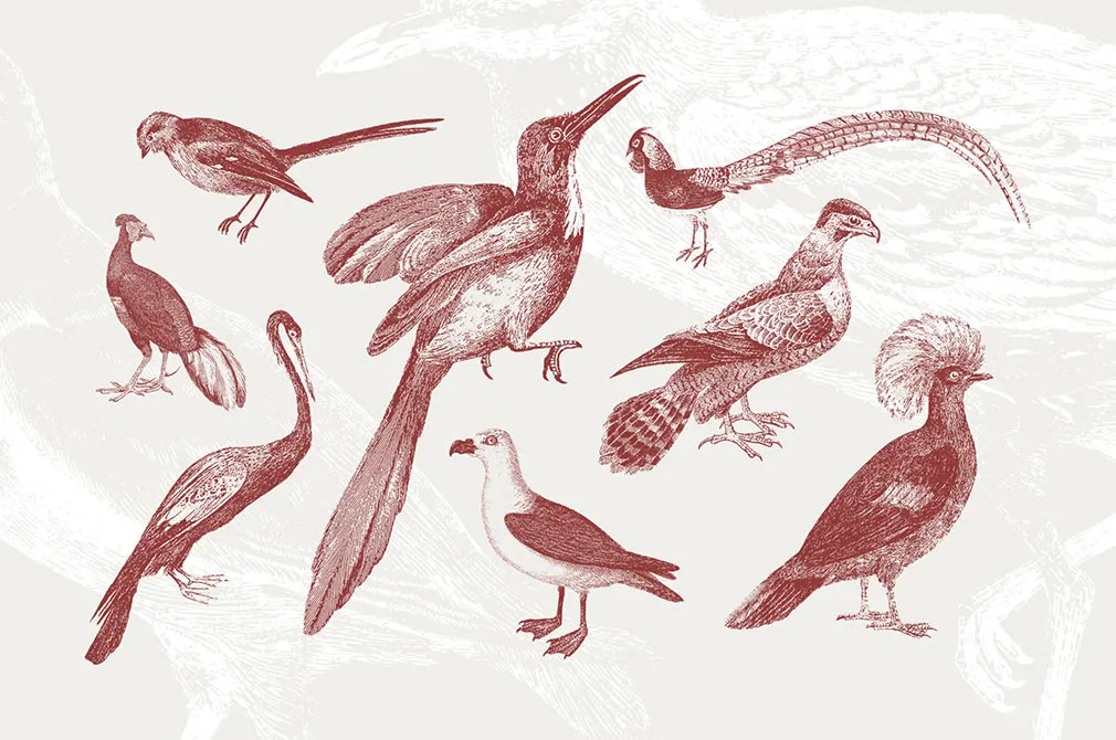 36 Engraved Bird Illustrations