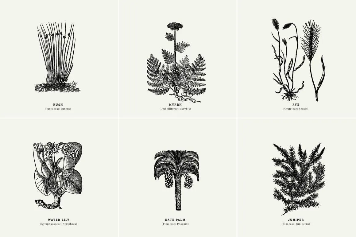 Botanical Illustrations
