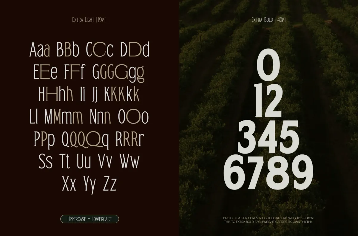 Bird of Feather - Condensed Display Serif Font
