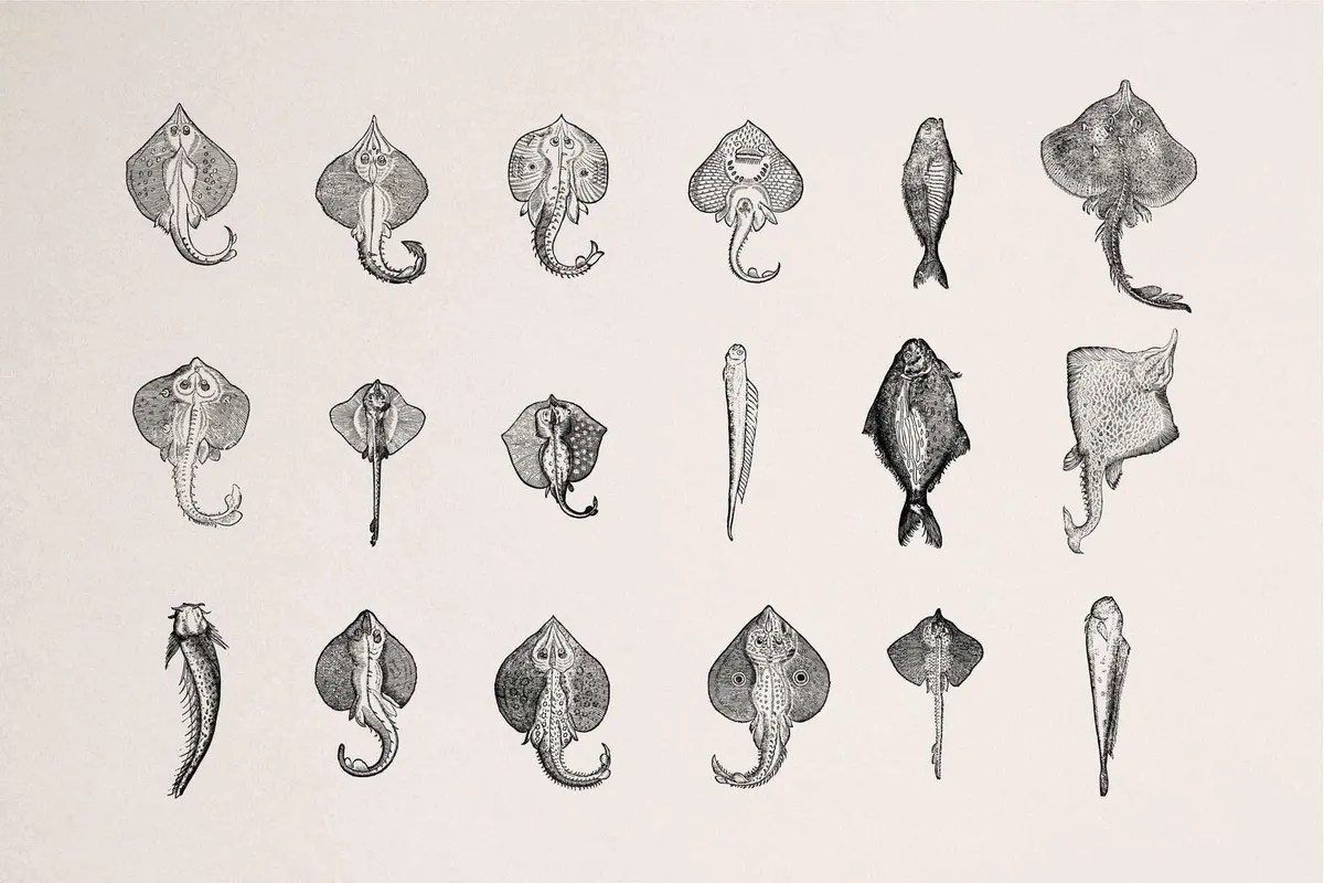 Fish Illustrations