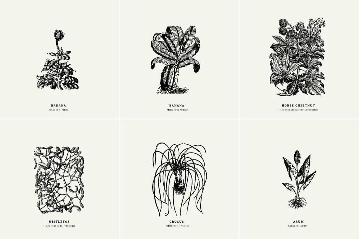 Botanical Illustrations