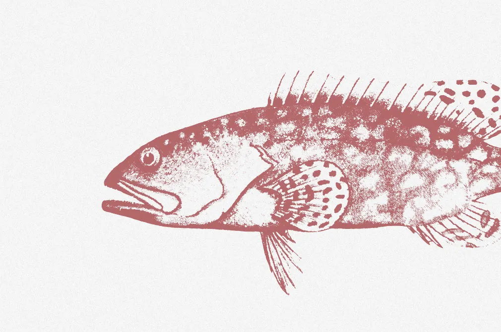 Fishes Vector Illustrations Set