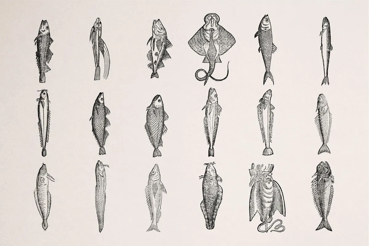 A Renaissance Field Guide to Fish