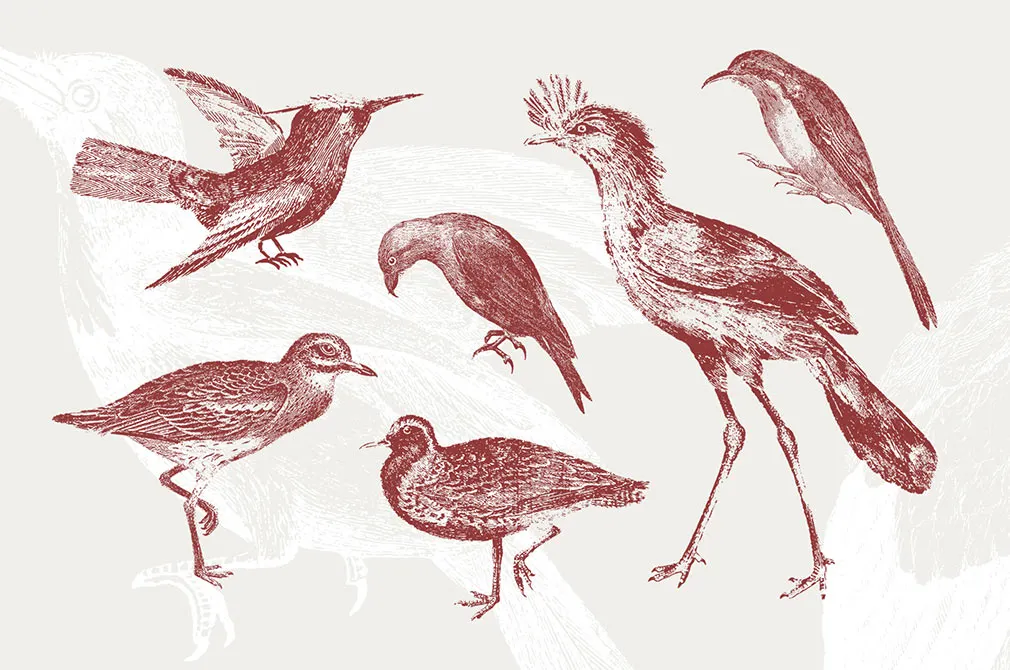 36 Engraved Bird Illustrations