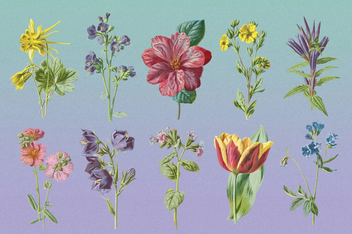 Atlas of Flowers — Botanical Art Set