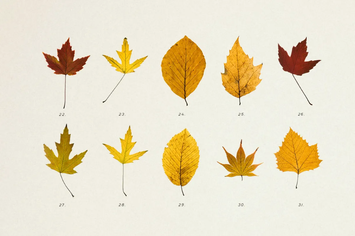 Dried Autumn Leaves Clipart