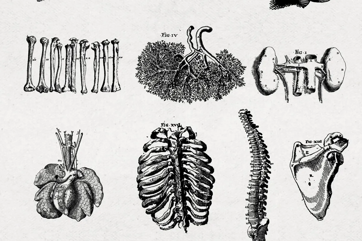 Anatomy Illustrations