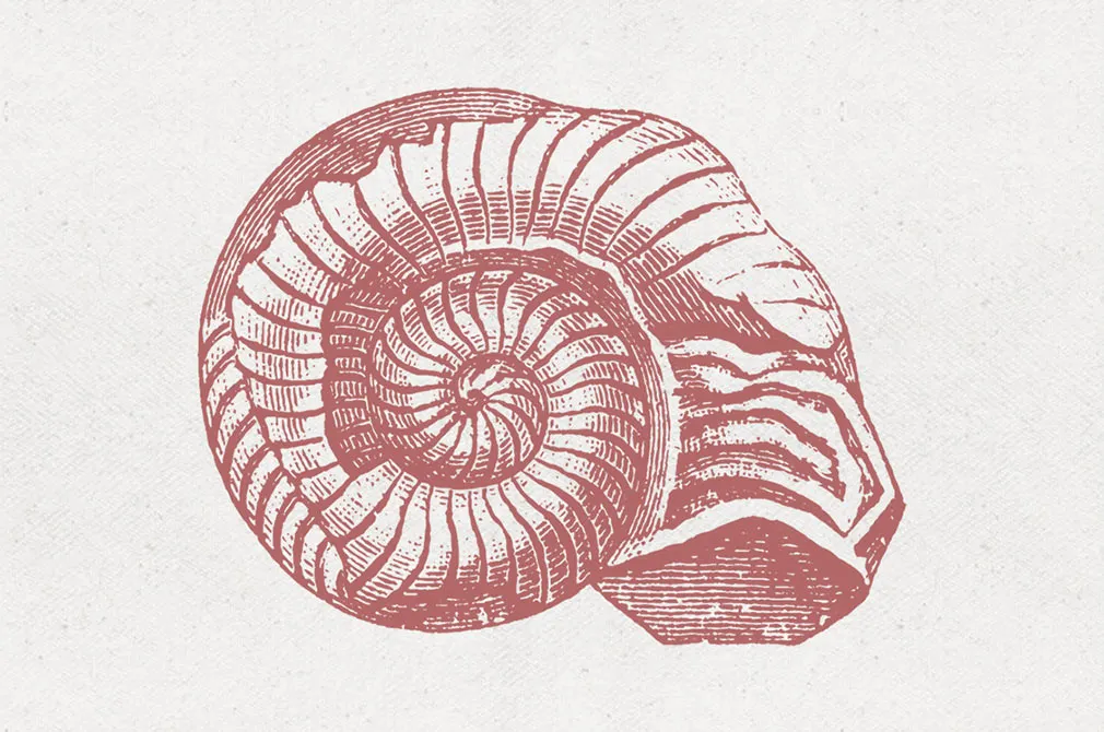 Fossils Vector Illustrations Set