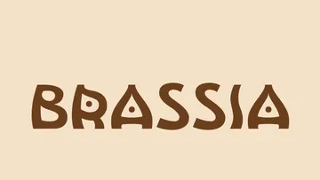 Brassia - Decorative Display Font