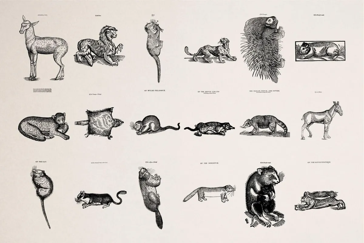 Four Footed Beasts and Animals