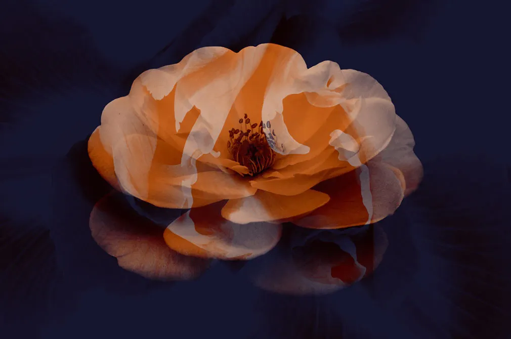 Flower Photoshop Brushes